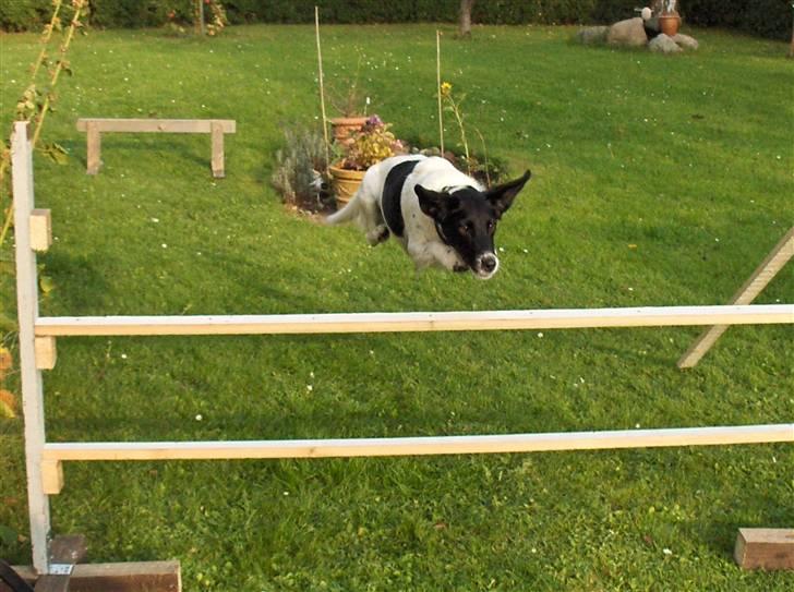 Blanding af racer Fido R.I.P - Hop hop hooop billede 2