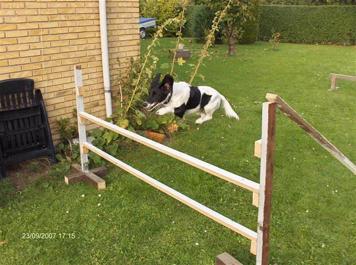 Blanding af racer Fido R.I.P billede 3