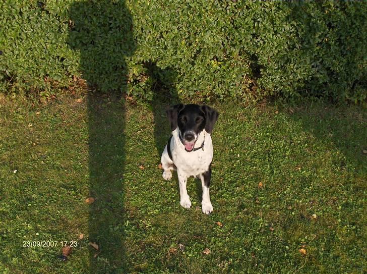 Blanding af racer Fido R.I.P - Så nu er vi trætte billede 4