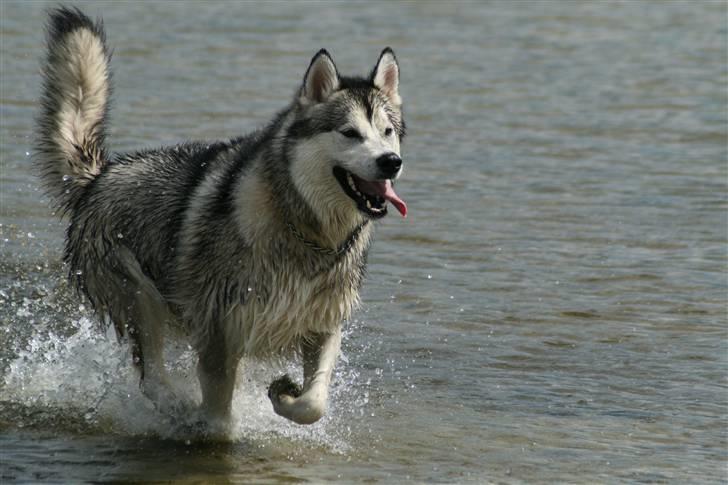 Alaskan malamute Isack (Dario Møller) - here I come billede 15