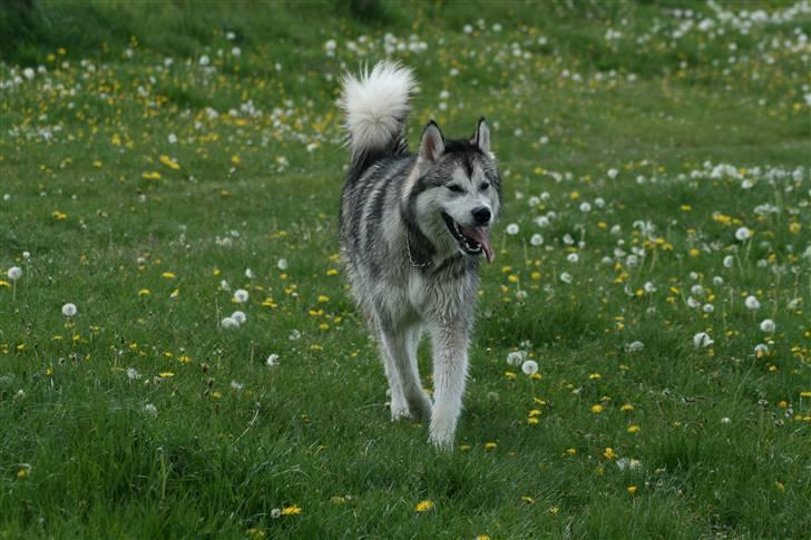 Alaskan malamute Isack (Dario Møller) - nyder det skønne vejr billede 16