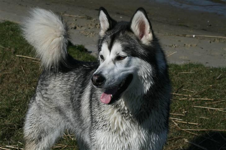 Alaskan malamute Isack (Dario Møller) - Jeg er bare så lækker billede 17