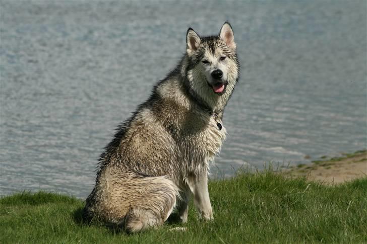 Alaskan malamute Isack (Dario Møller) - Er jeg ikke bare dejlig. Har alt vand og masser af plads at lege på billede 19