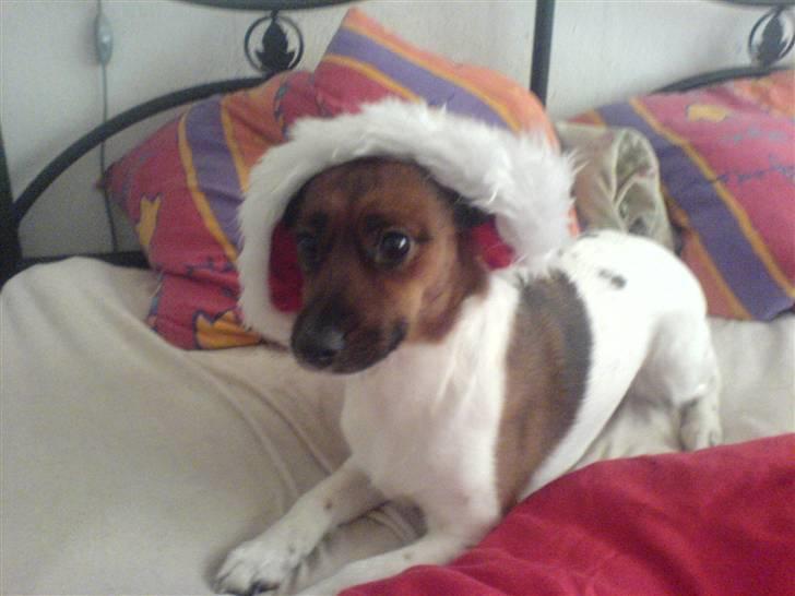 Dansk svensk gaardhund Frida billede 13