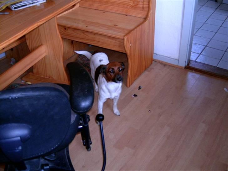 Dansk svensk gaardhund Frida billede 14