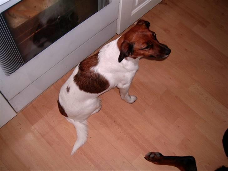 Dansk svensk gaardhund Frida billede 15