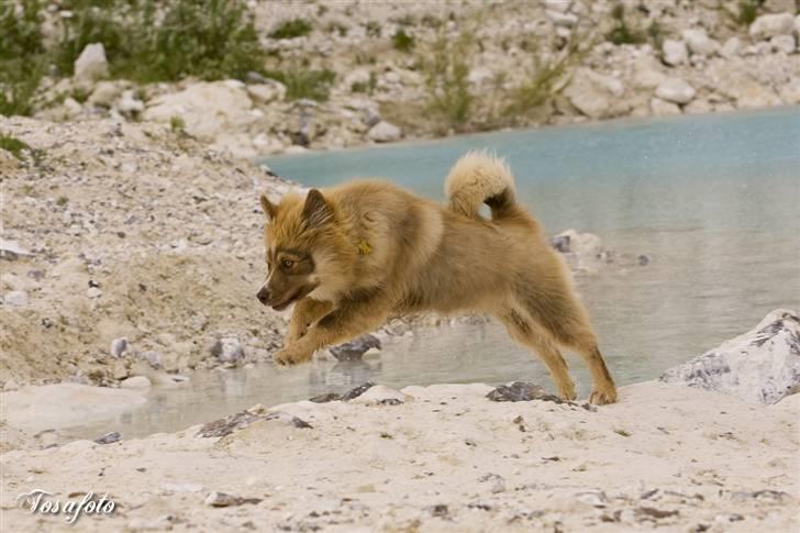 Finsk lapphund Lapinlumon Dalvi - Troja 5 mdr billede 15