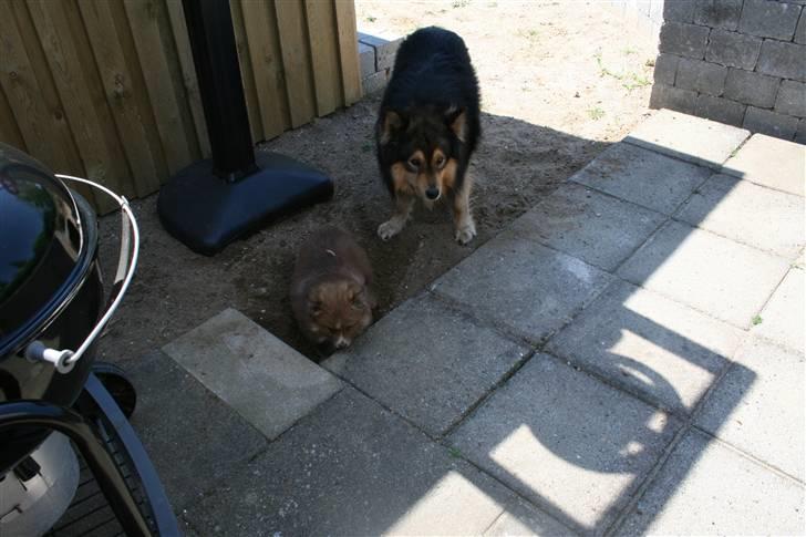 Finsk lapphund Lapinlumon Dalvi - Puha her er varmt, jeg må heller grave mig lidt ned billede 17