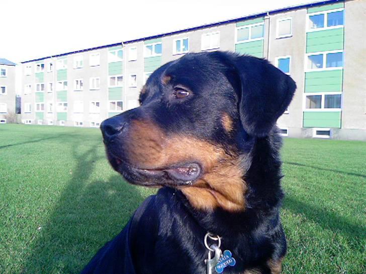 Rottweiler Ratata - Ratata billede 1