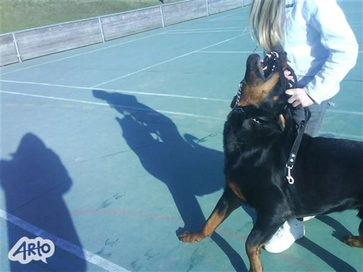 Rottweiler Ratata - fine bisser... de leger bare billede 2