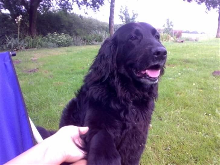 Labrador retriever Chang billede 1
