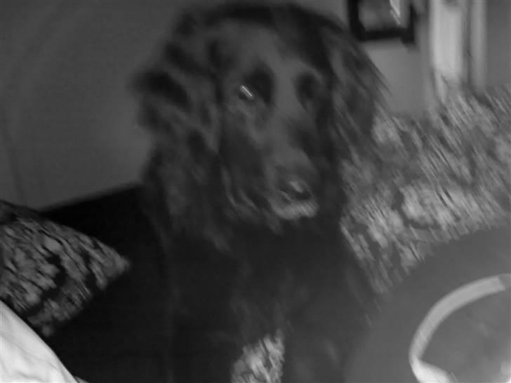 Labrador retriever Chang billede 2
