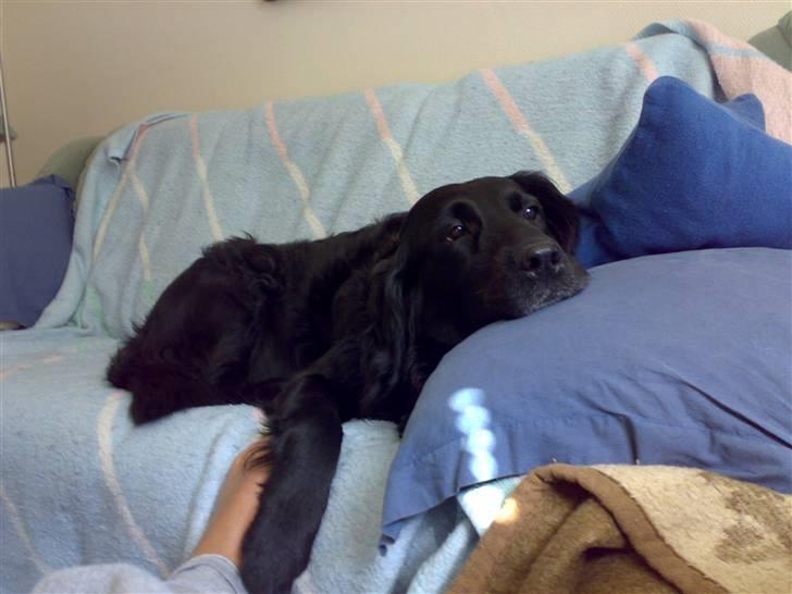 Labrador retriever Chang billede 4
