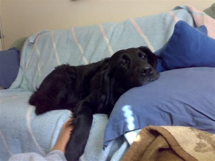 Labrador retriever Chang billede 6