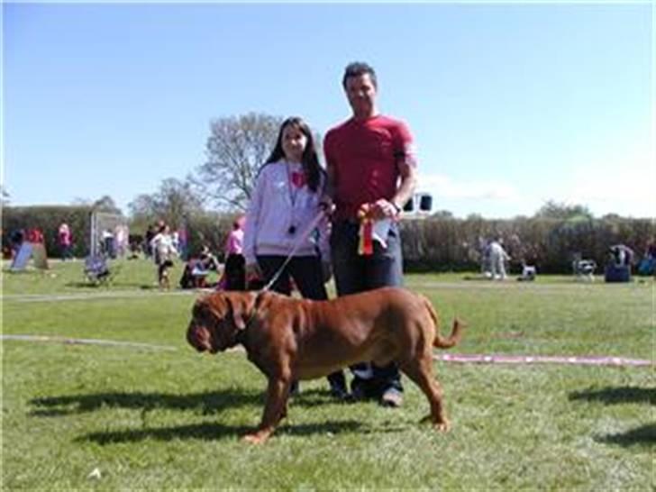 Dogue de bordeaux Santos - da santos vandt den første hundeudstilling :) billede 11