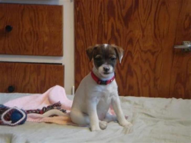 Parson russell terrier » Haldumlunds † Cassi † « billede 9