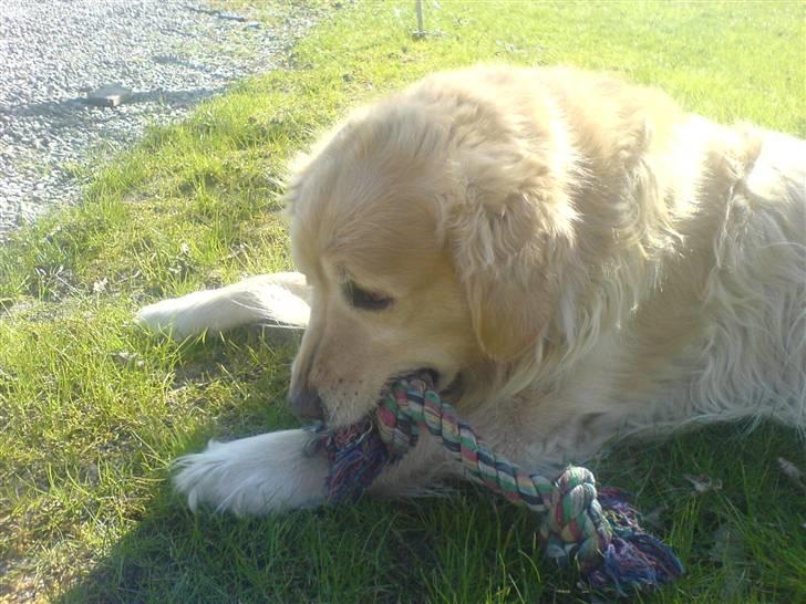 Golden retriever Olympus R.I.P <3 - Min dejlige Lympe, leger med sit knudetov :) billede 1