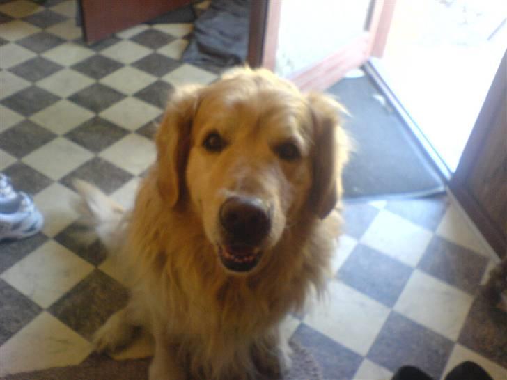 Golden retriever Olympus R.I.P <3 - nårh, min dejlige hund <3 billede 2