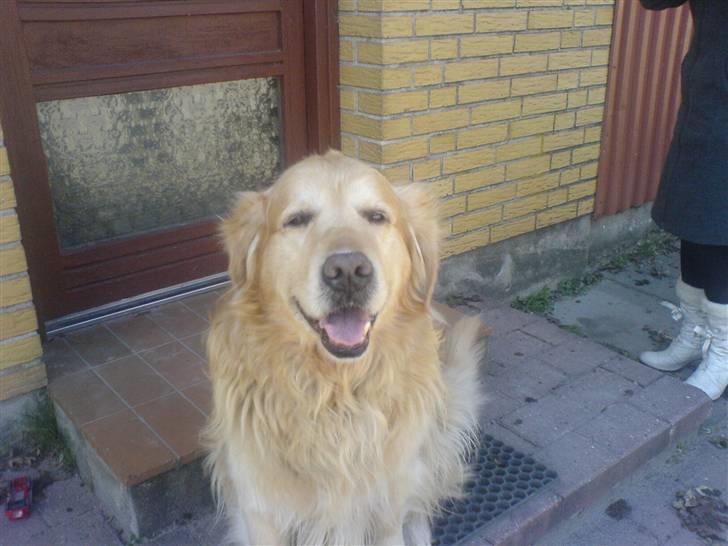 Golden retriever Olympus R.I.P <3 - (: billede 3