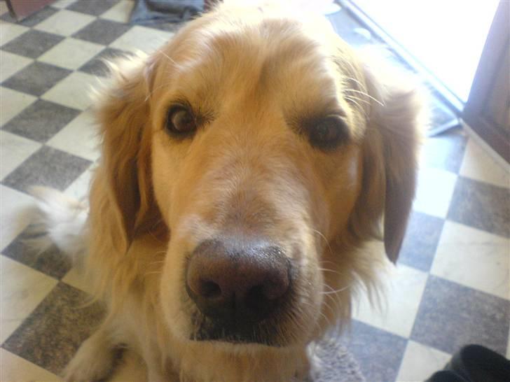 Golden retriever Olympus R.I.P <3 - <3 billede 4