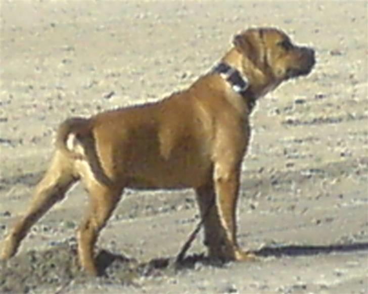 Blanding af racer Tyson billede 10