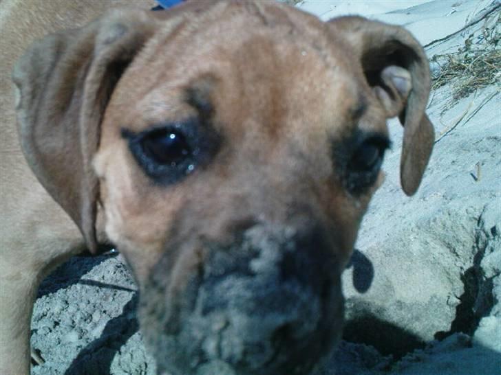 Blanding af racer Tyson billede 11