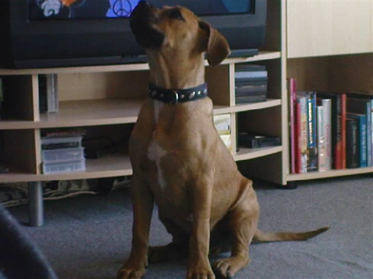 Blanding af racer Tyson billede 12