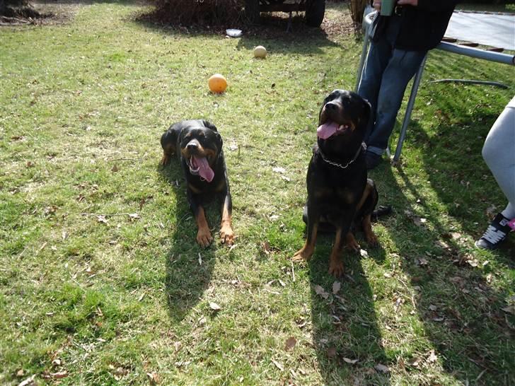 Rottweiler Kia - Min bror Cooper og mig billede 20