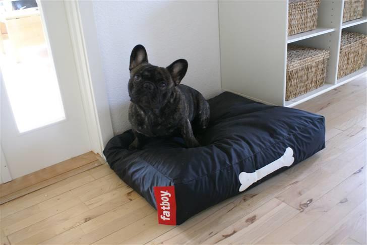 Fransk bulldog Sophus - se min nye seng ! billede 16
