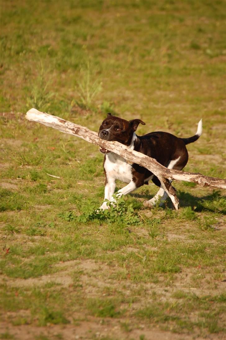 Staffordshire bull terrier Westlund Vega billede 3