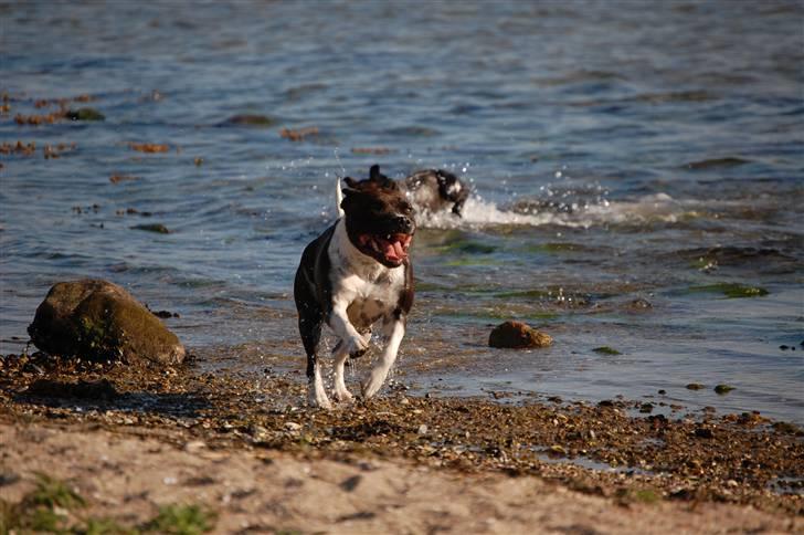 Staffordshire bull terrier Westlund Vega billede 4