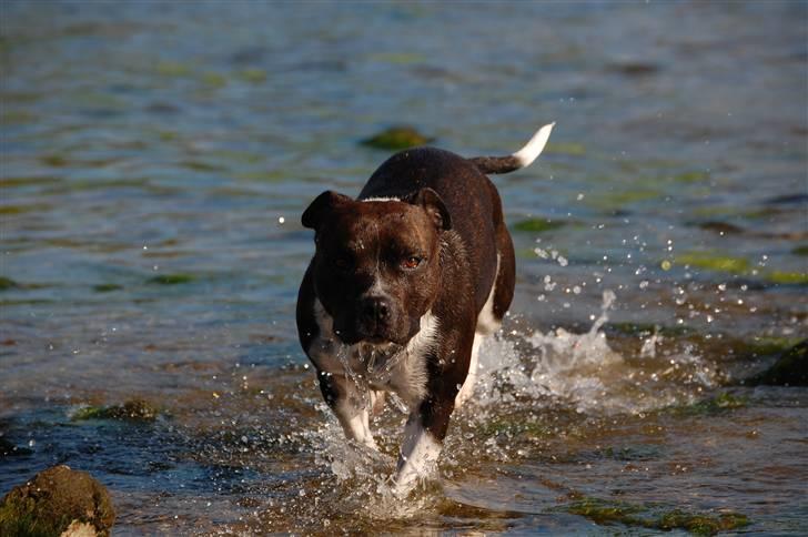 Staffordshire bull terrier Westlund Vega billede 5