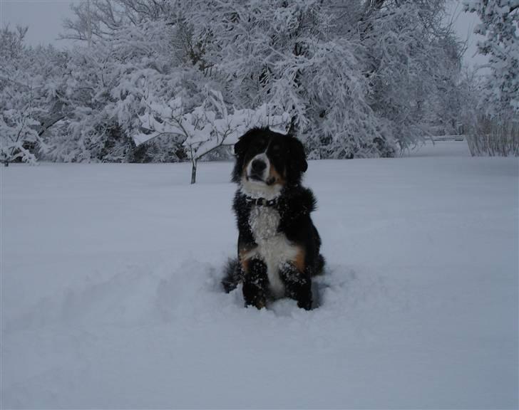 Berner sennenhund Bella - Bella, januar 2010 billede 1