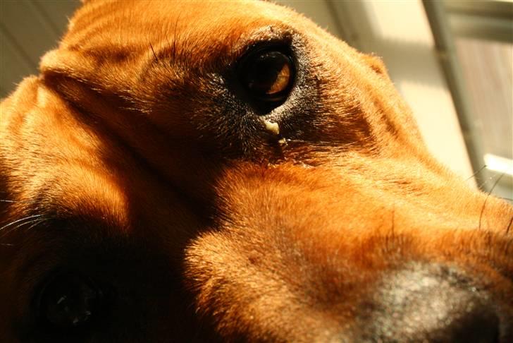 Amerikansk staffordshire terrier Chico - ´Hey! Tager du billeder af mig?!´ billede 5