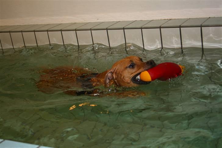 Amerikansk staffordshire terrier Chico - I svømmehal :o) billede 6