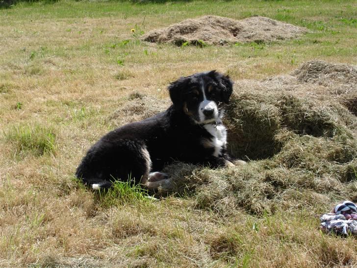 Berner sennenhund Bella billede 3