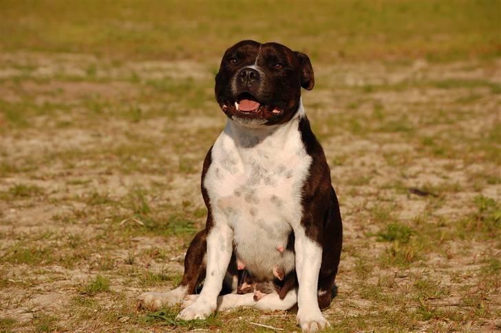 Staffordshire bull terrier Westlund Vega billede 6