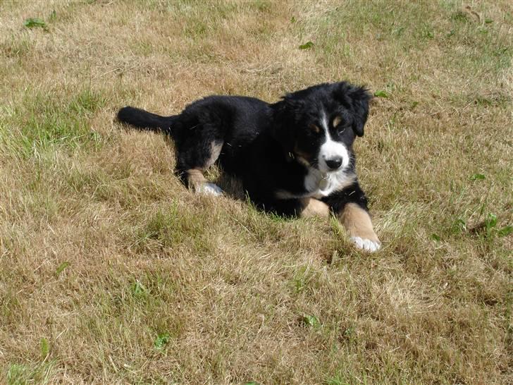 Berner sennenhund Bella billede 4