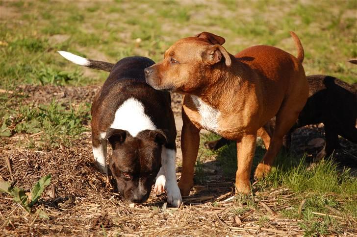 Staffordshire bull terrier Westlund Vega billede 7