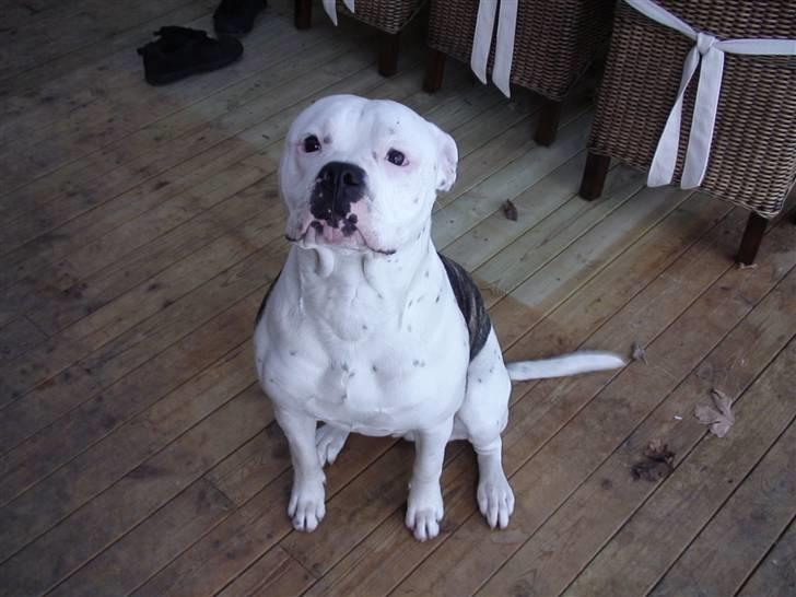 Amerikansk bulldog Buster ( Hvil i Fred ) billede 1