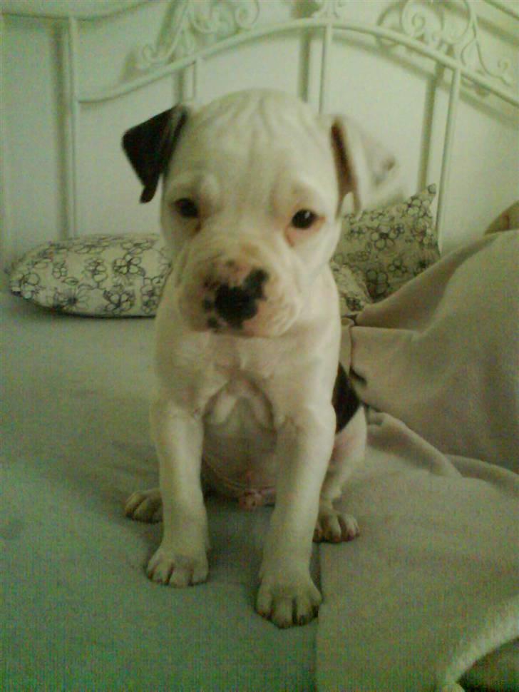 Amerikansk bulldog Buster ( Hvil i Fred ) billede 2