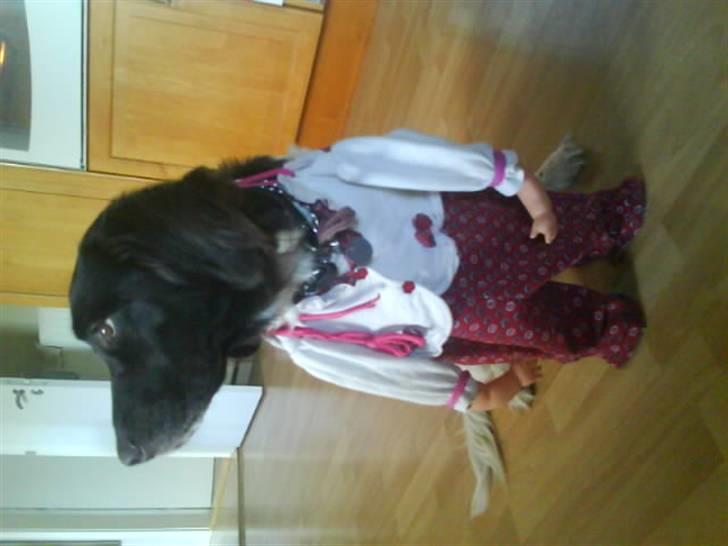 Kleiner münsterländer Dixie - Dixie med tøj.. *Griner* billede 18