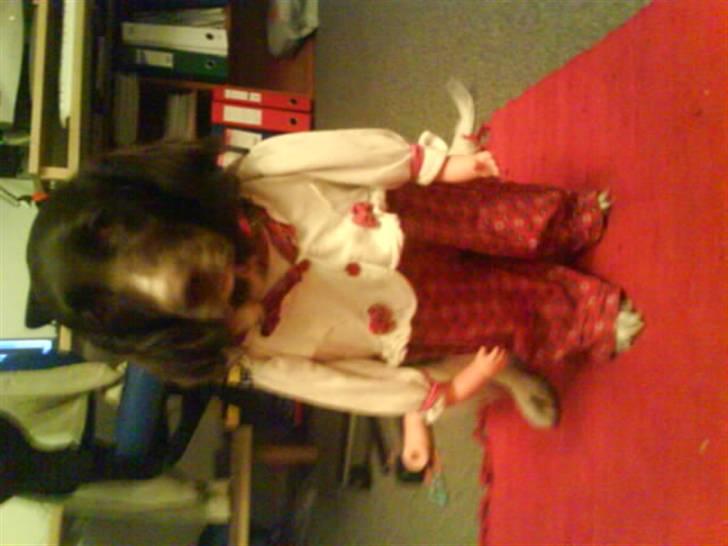 Kleiner münsterländer Dixie - haha billede 19