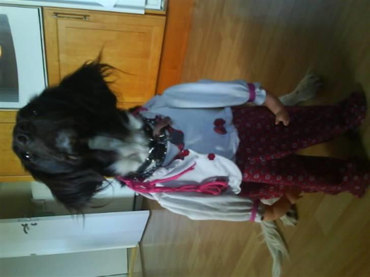 Kleiner münsterländer Dixie - Tøj på lille Dixie. 3<3<3<3<3<3<3 billede 20