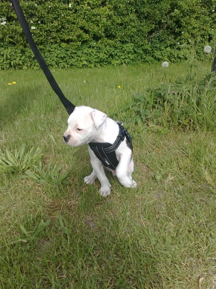 Amerikansk bulldog Buster ( Hvil i Fred ) billede 3