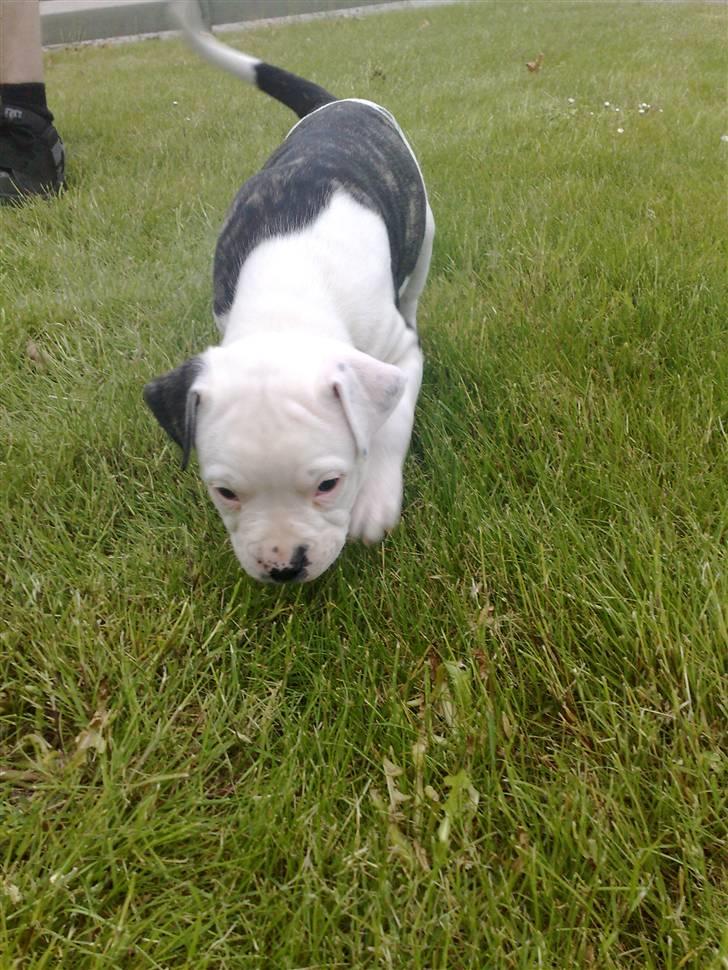 Amerikansk bulldog Buster ( Hvil i Fred ) billede 4