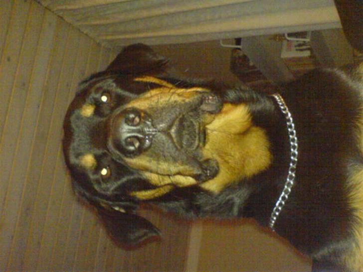 Rottweiler Basse (født Bacon) billede 16