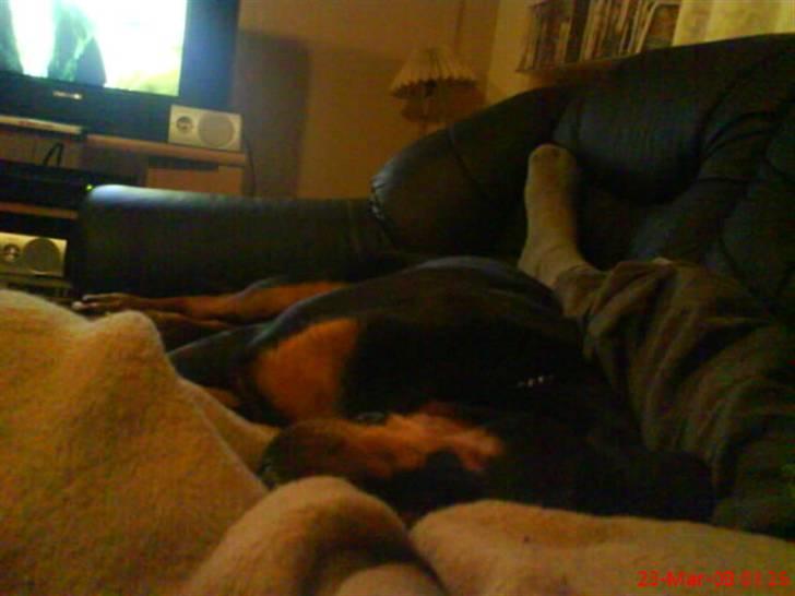 Rottweiler Basse (født Bacon) - ligger på sofa og hygge sover billede 17
