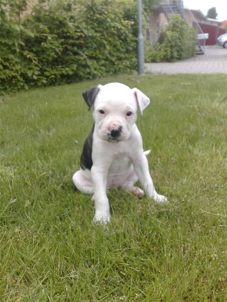 Amerikansk bulldog Buster ( Hvil i Fred ) billede 5