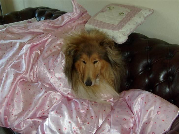 Collie langhåret Dino billede 18